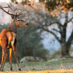 Ciervo  (Cervus elaphus)