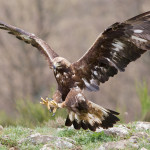 Águila real (Aquila chrysaetos)