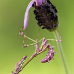 Empusa (Empusa pennata)